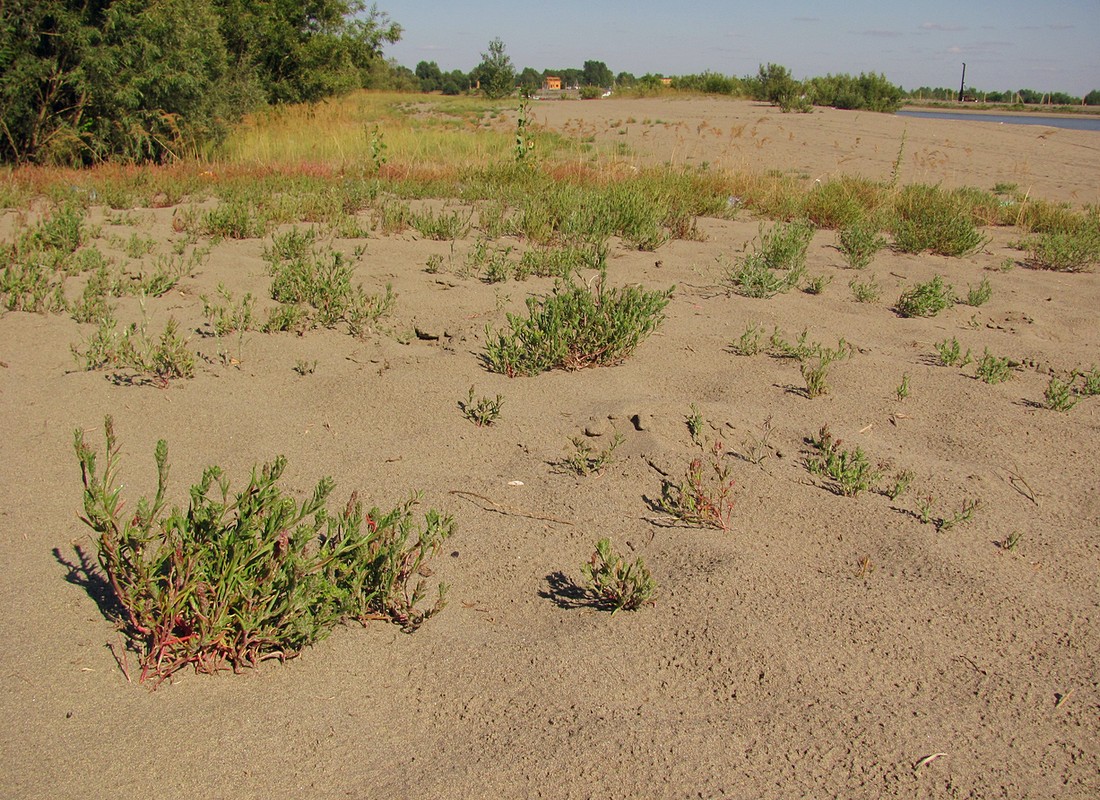 Барнаул, image of landscape/habitat.