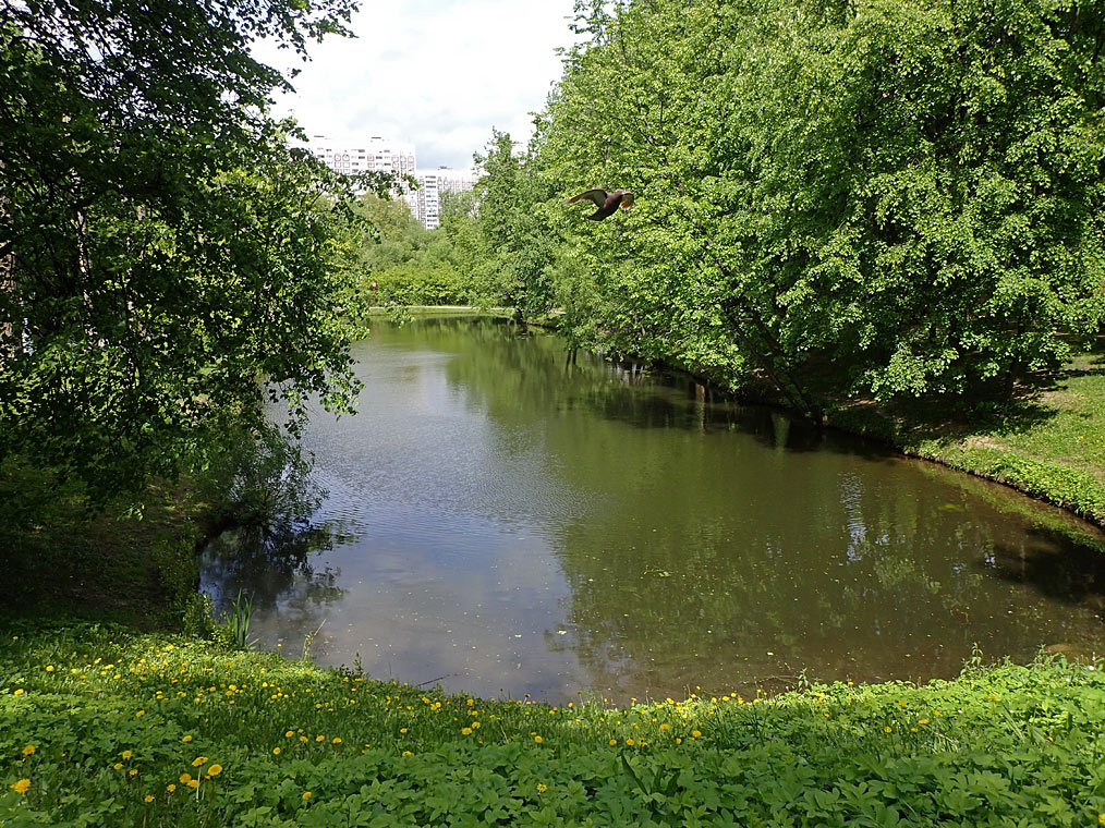 Воронцовский парк, image of landscape/habitat.