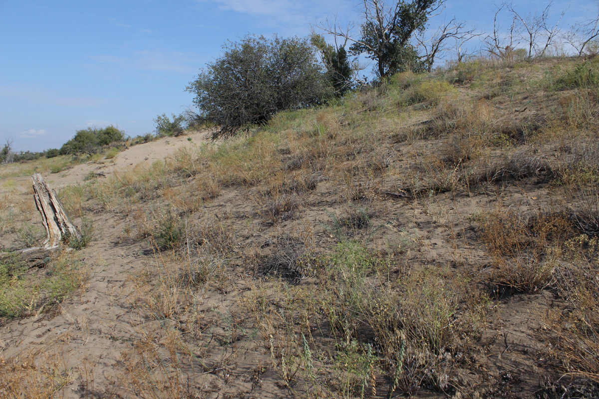 Остров Сарпинский, image of landscape/habitat.