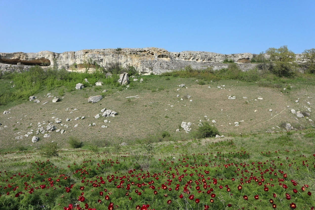 Белая Скала (Ак-Кая), изображение ландшафта.