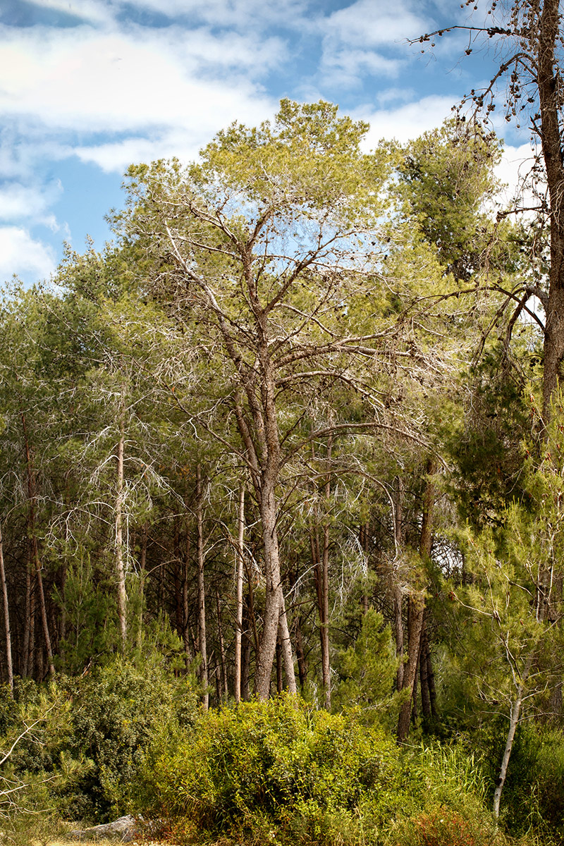 Лес Бен-Шемен, image of landscape/habitat.