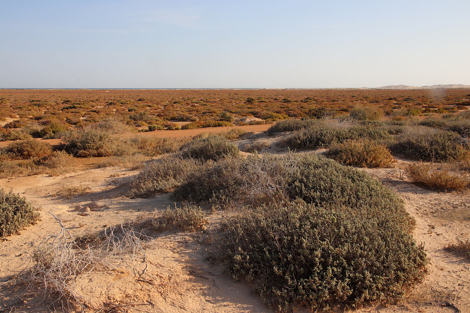 Побережье у Эль-Дабаа, image of landscape/habitat.