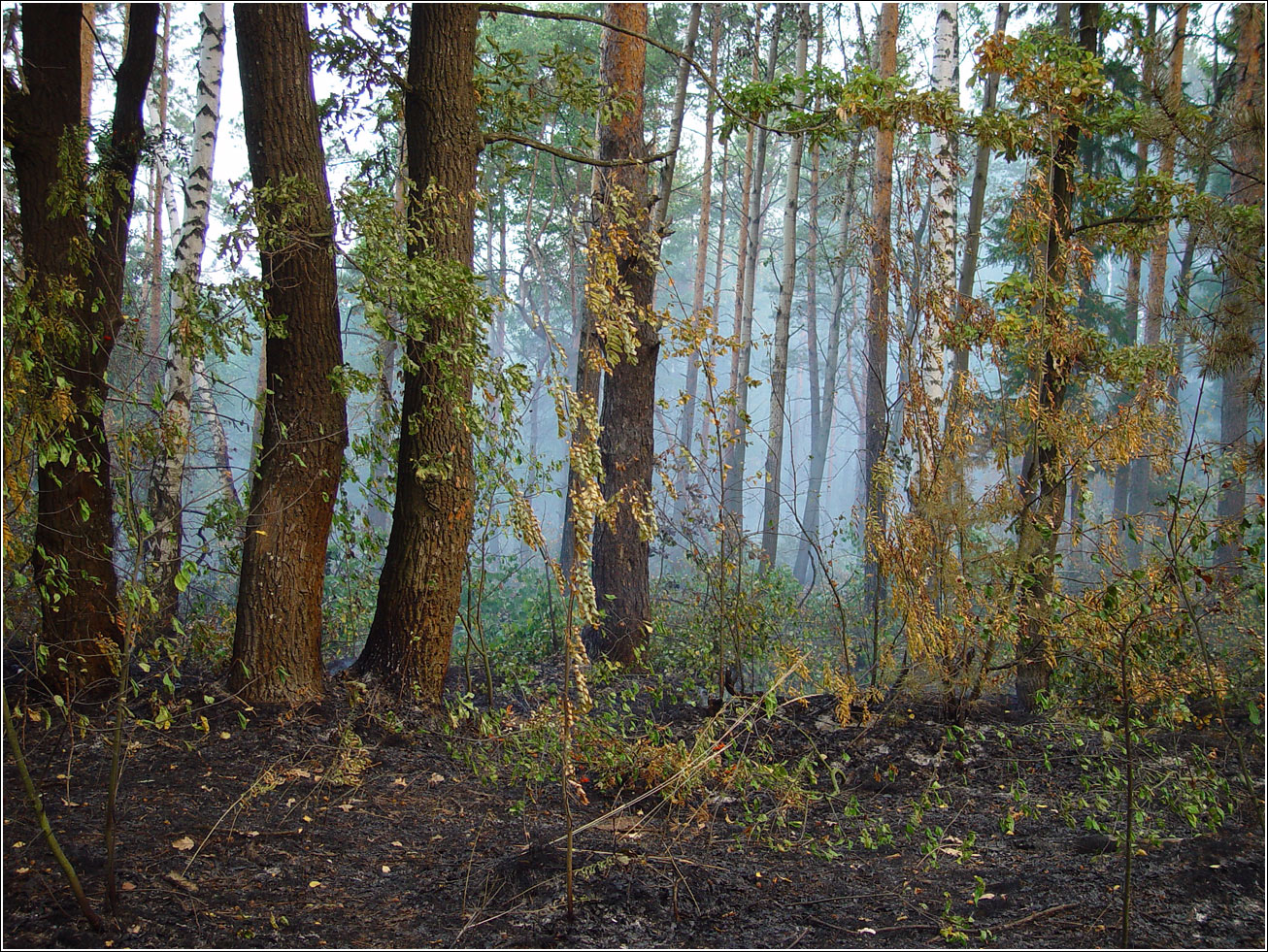 Окрестности Хрипани, image of landscape/habitat.
