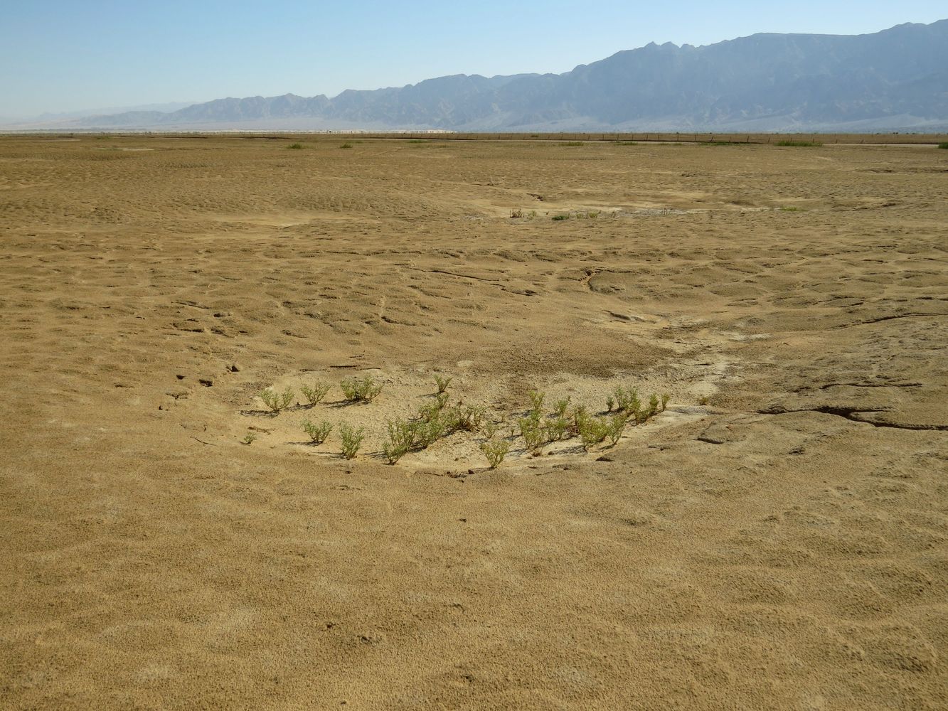 Солончак Мелихат-Йотвата, image of landscape/habitat.