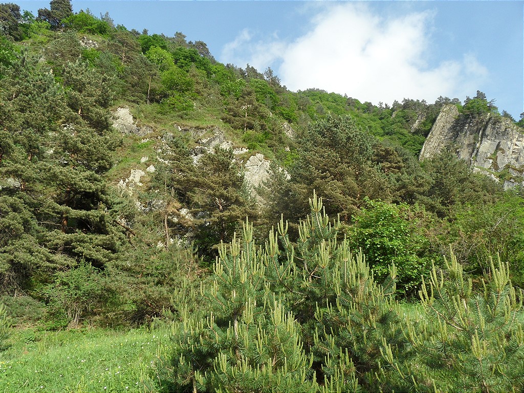 Окрестности села Хрюг, image of landscape/habitat.
