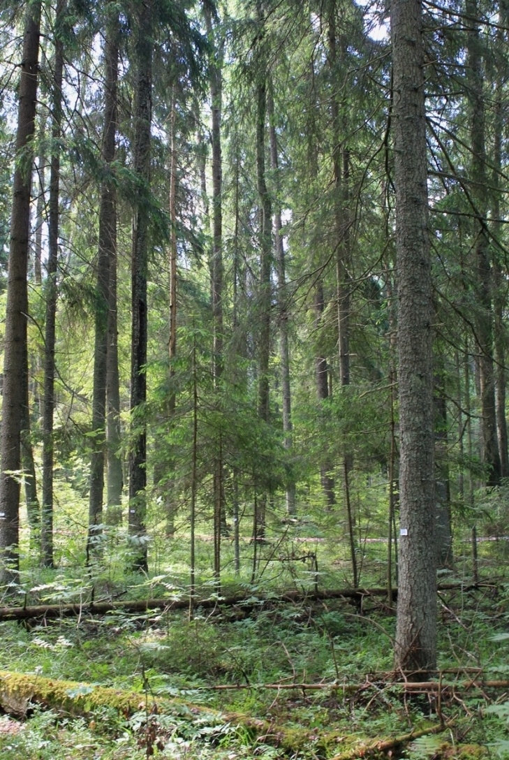 Смоленское Поозерье, image of landscape/habitat.