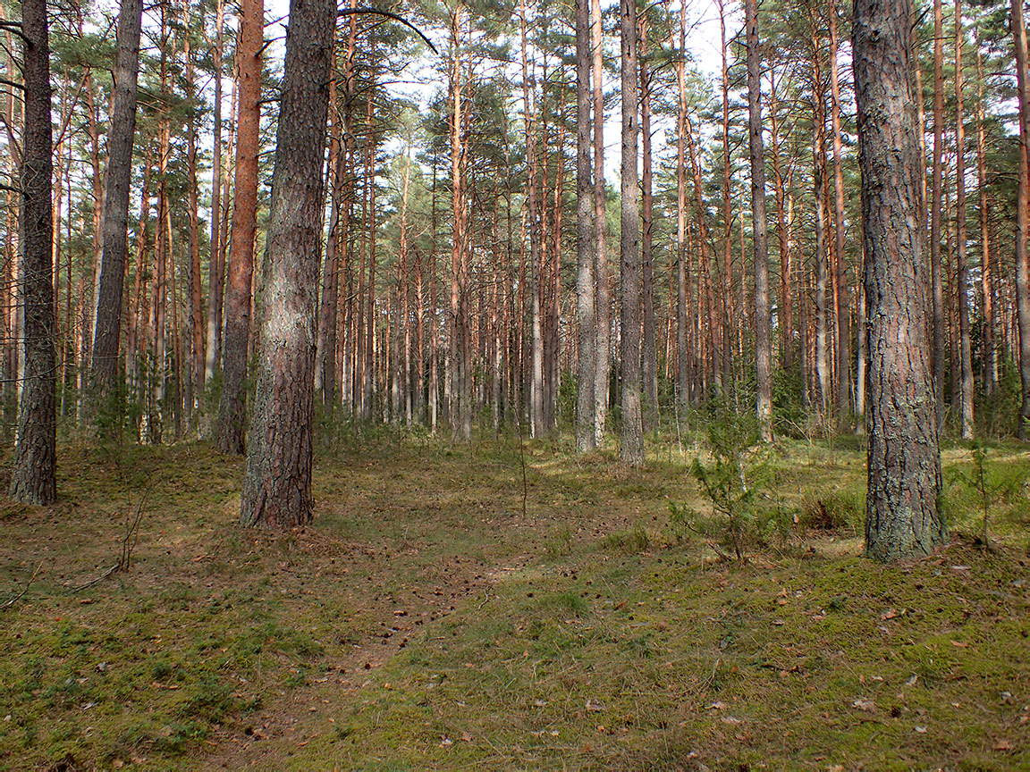 Национальный парк "Нарочанский", изображение ландшафта.
