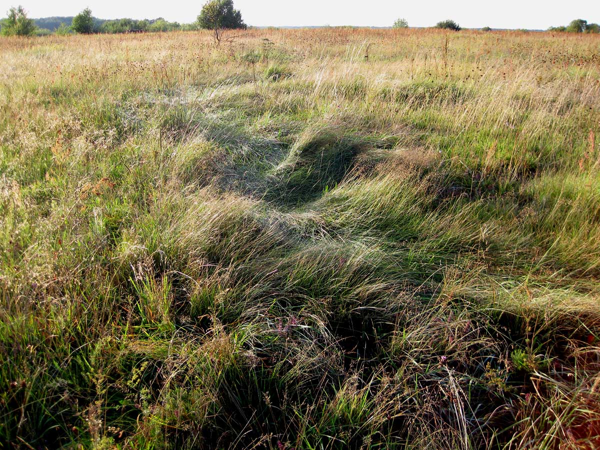 Озеро Святое, image of landscape/habitat.