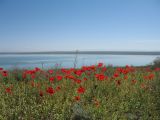 Озеро Акколь, image of landscape/habitat.