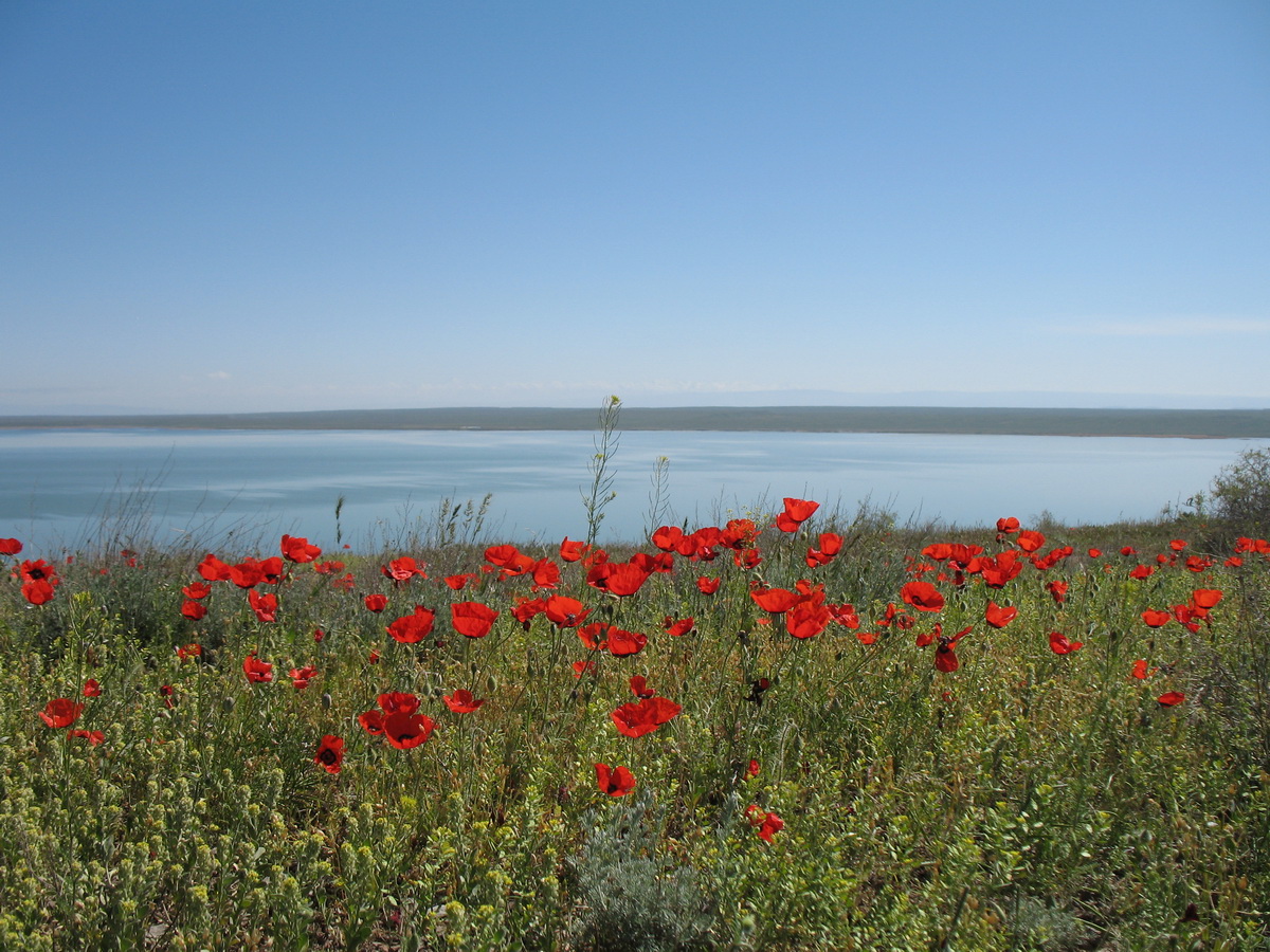 Озеро Акколь, image of landscape/habitat.