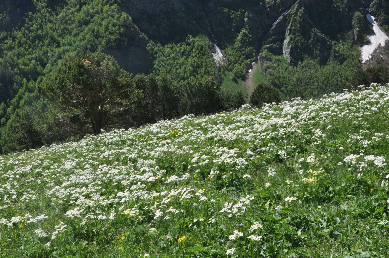 Восточный склон горы Чегет, image of landscape/habitat.