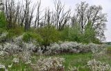 Галичья гора, image of landscape/habitat.