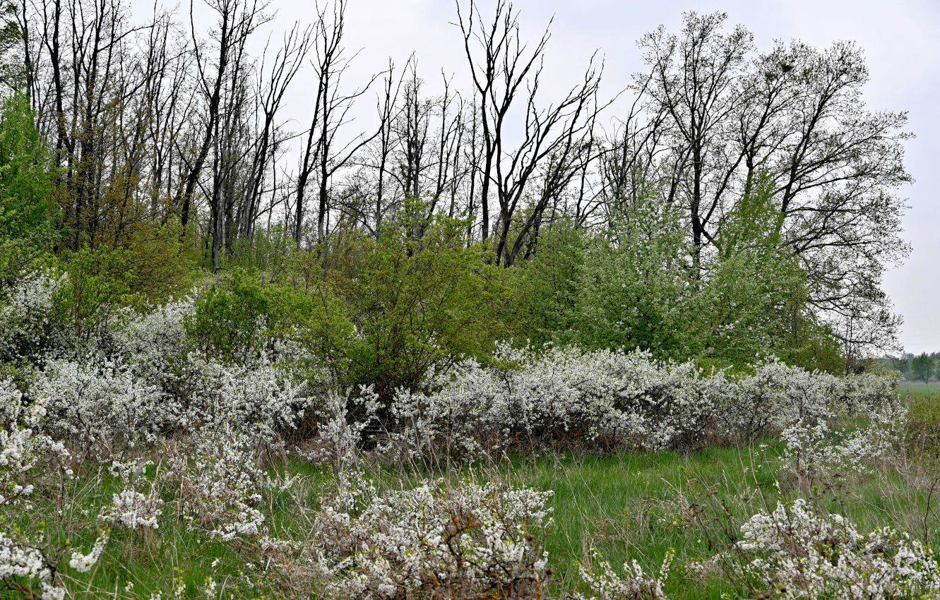 Галичья гора, image of landscape/habitat.