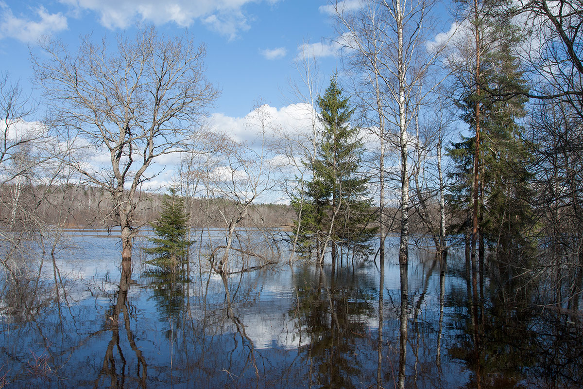 Окрестности Кемки, image of landscape/habitat.