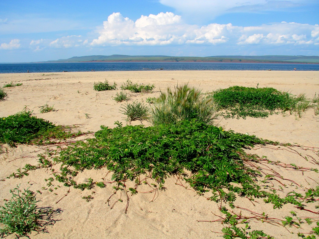 Золотые Пески, image of landscape/habitat.