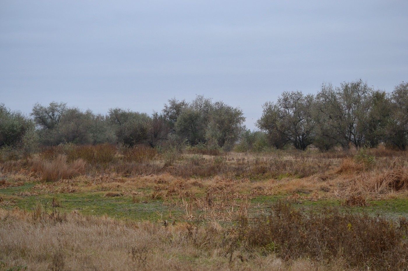 Дельта (средняя зона), image of landscape/habitat.