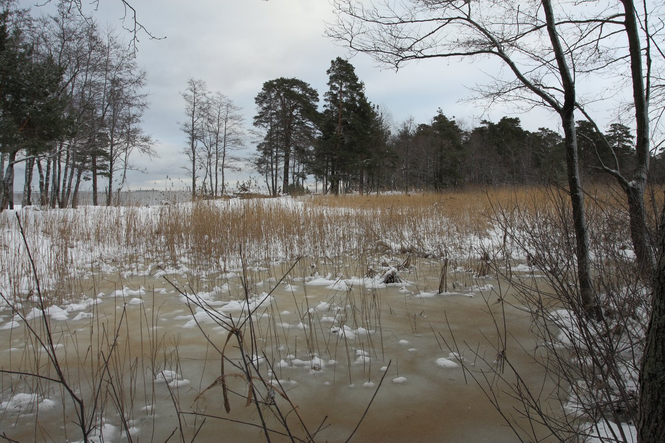 Большая Ижора, image of landscape/habitat.