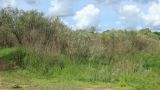 Image of landscape