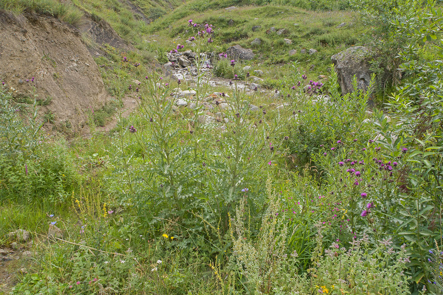 Хашхасу, image of landscape/habitat.