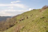 Энтели, image of landscape/habitat.