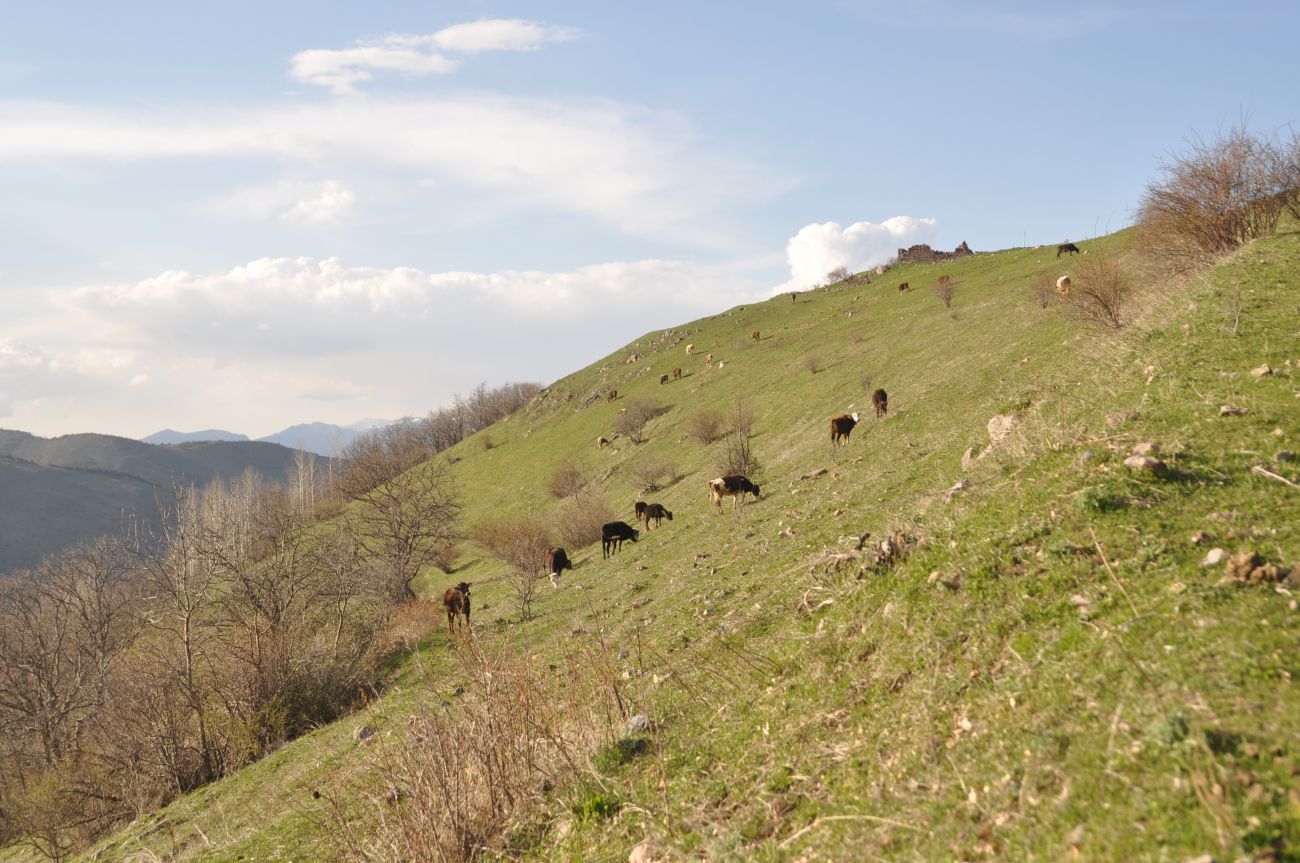 Энтели, image of landscape/habitat.