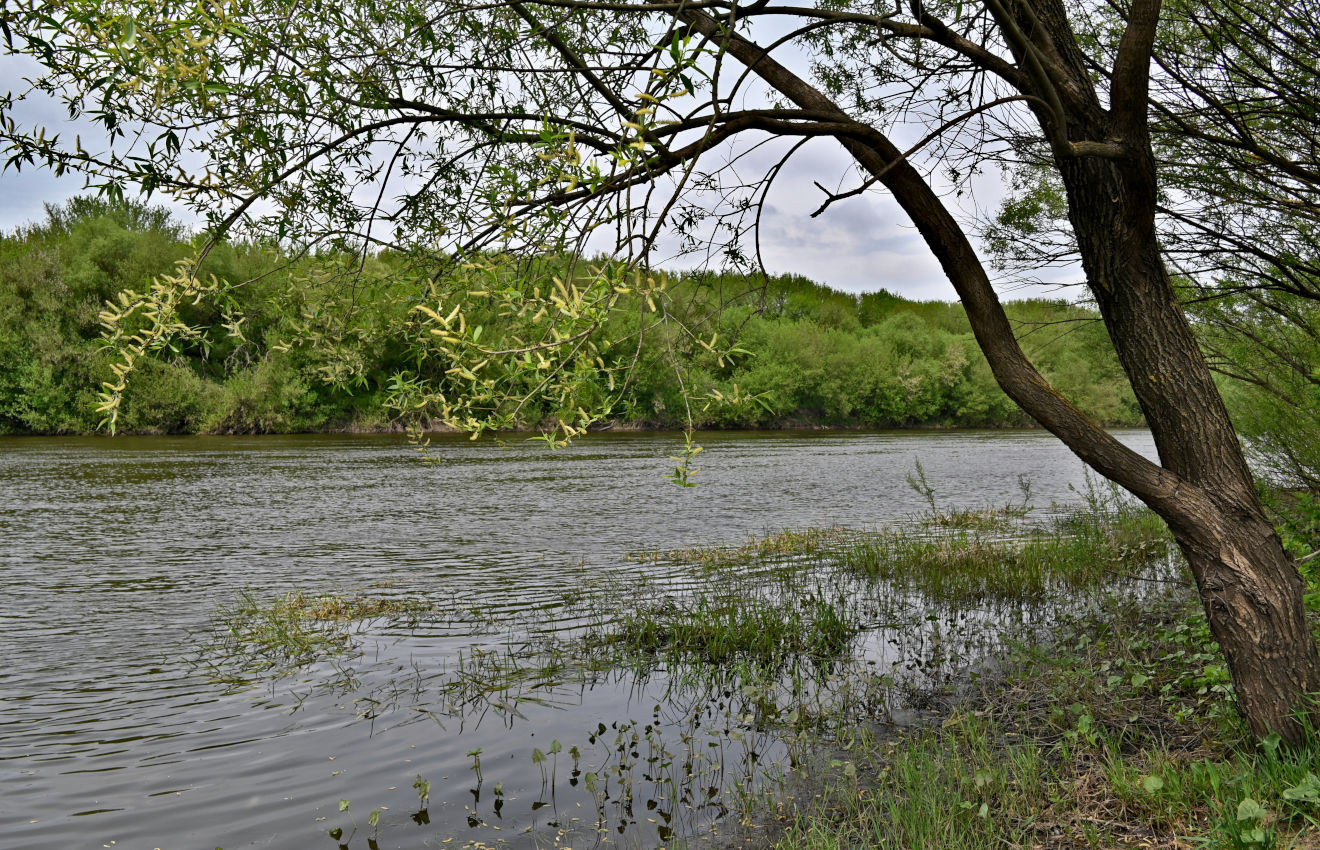 Галичья гора, image of landscape/habitat.