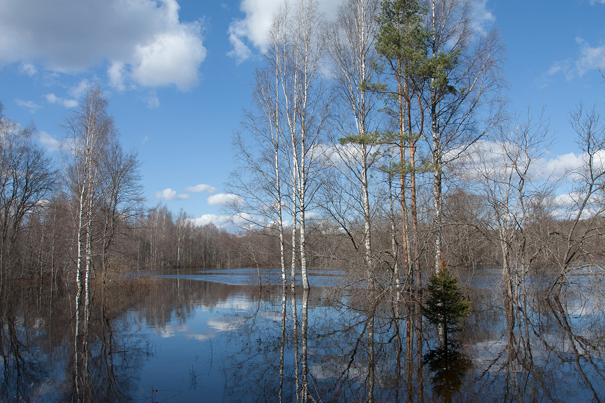 Окрестности Кемки, image of landscape/habitat.