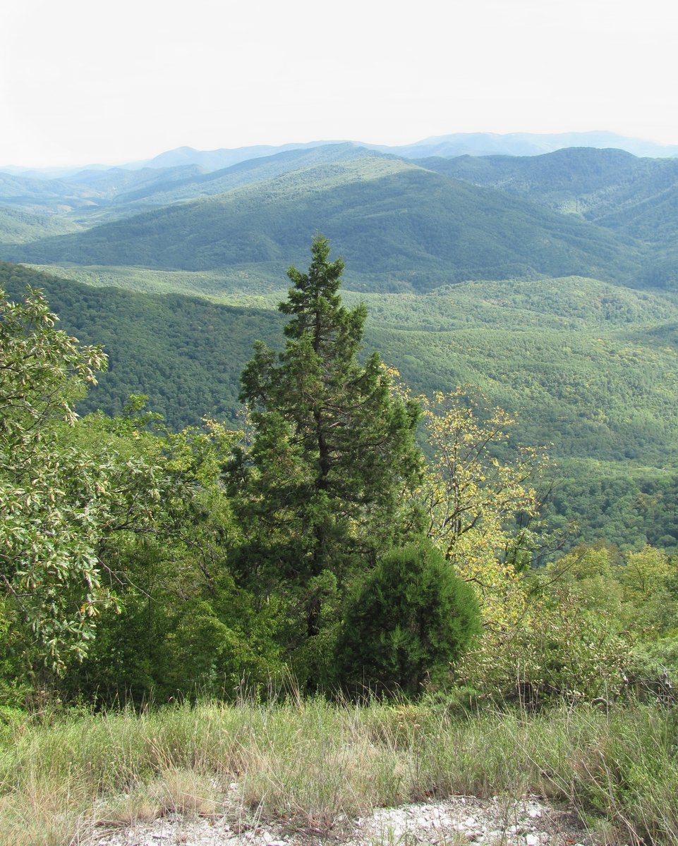Гора Западный Папай, image of landscape/habitat.