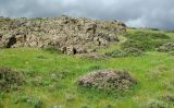 Бесарык, image of landscape/habitat.