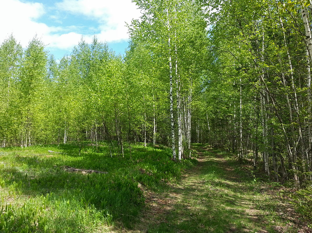 Волдынь - Ябдино, image of landscape/habitat.