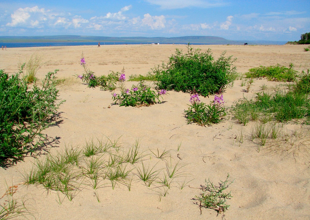 Золотые Пески, изображение ландшафта.