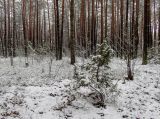 Национальный парк "Нарочанский", изображение ландшафта.