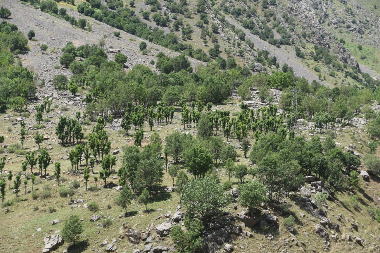 Гюзельдери, image of landscape/habitat.