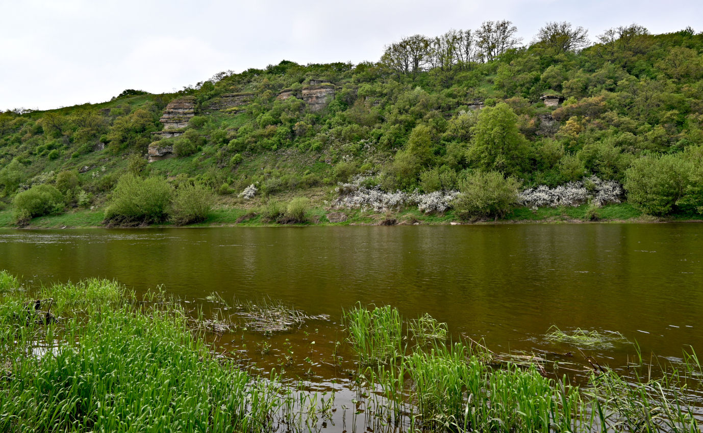 Галичья гора, image of landscape/habitat.