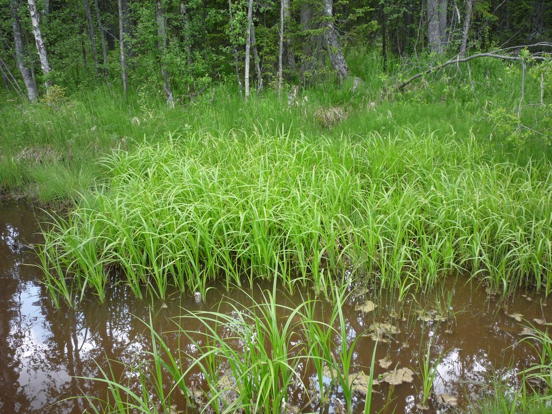 Южные окрестности Архангельска, image of landscape/habitat.