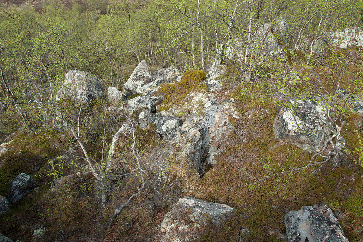 Долина Славы (Долина Смерти), image of landscape/habitat.