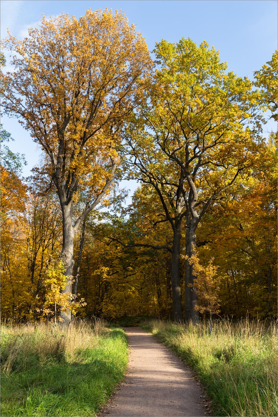 Парк «Собственная дача», image of landscape/habitat.