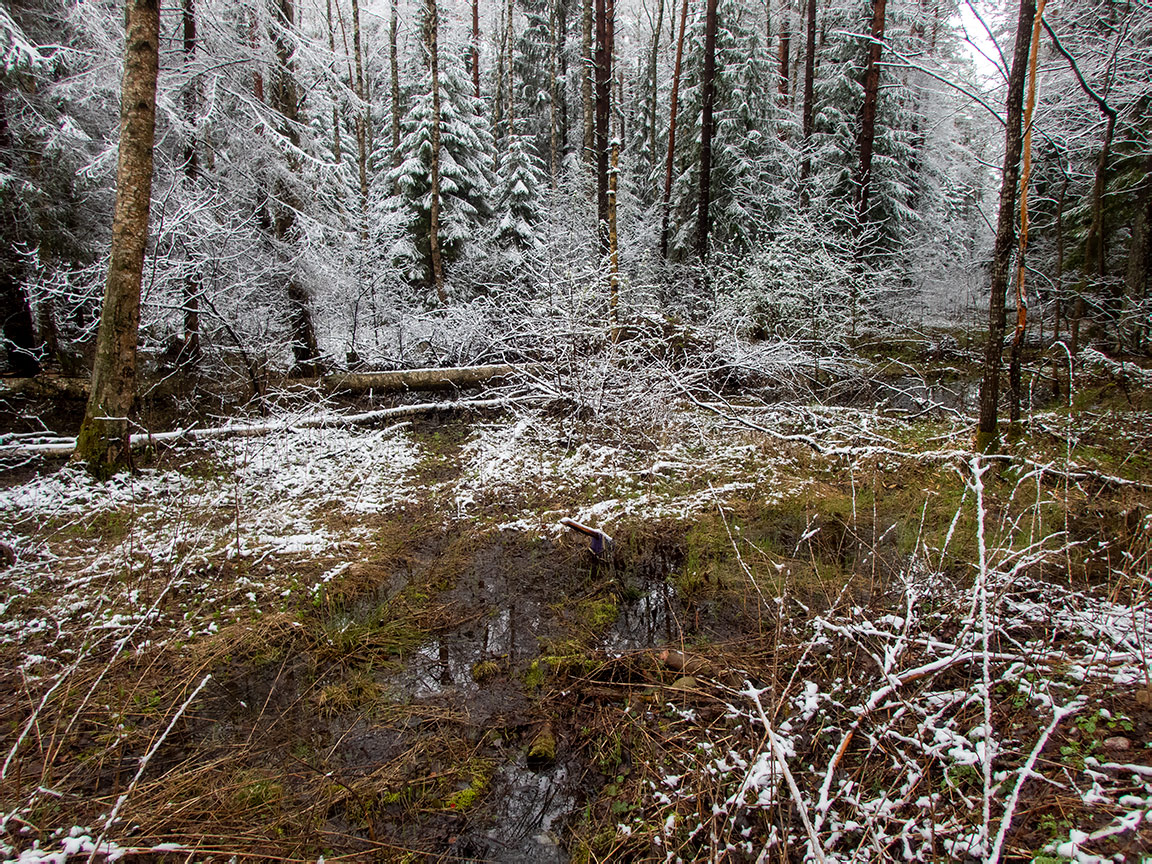 Национальный парк "Нарочанский", image of landscape/habitat.