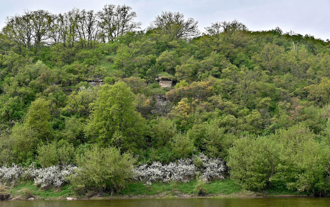Галичья гора, image of landscape/habitat.