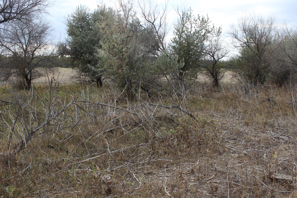 Остров Сарпинский, image of landscape/habitat.