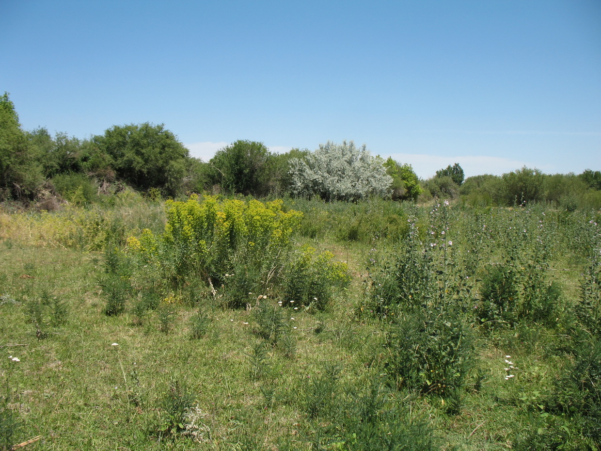 Асса, image of landscape/habitat.