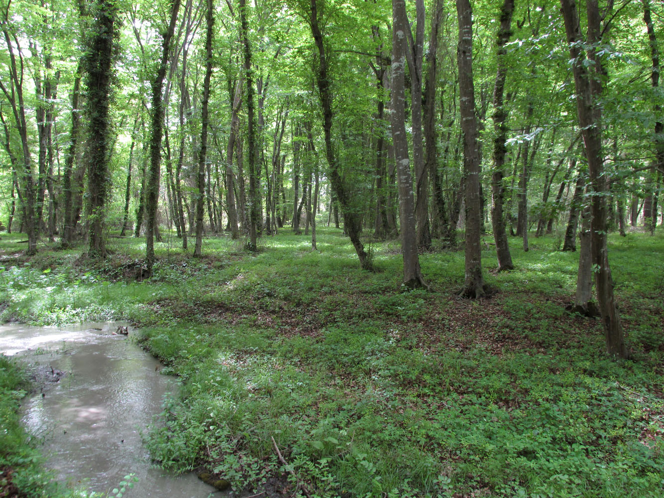 Самурский лес, изображение ландшафта.