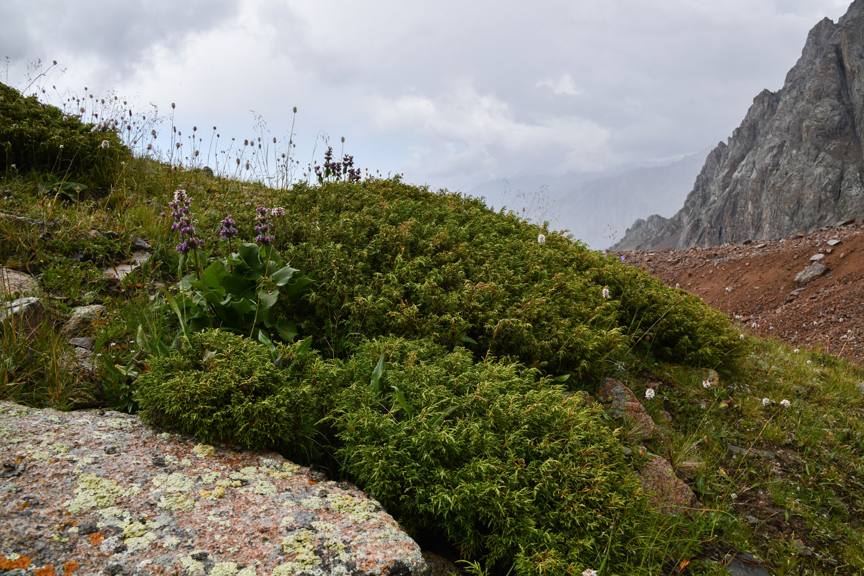 Перевал Талгар, image of landscape/habitat.