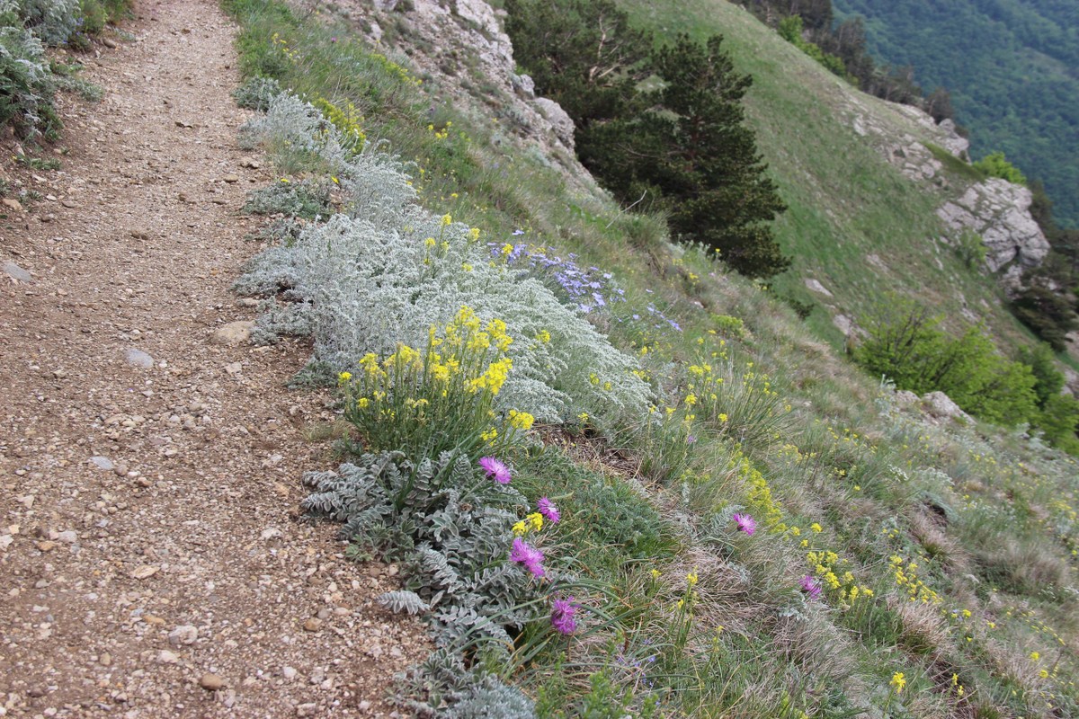 Северная Демерджи, image of landscape/habitat.