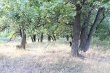 Image of landscape