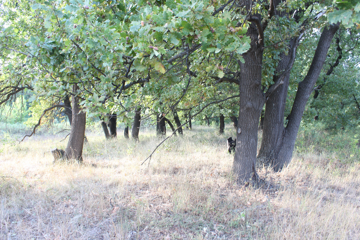 Остров Сарпинский, image of landscape/habitat.