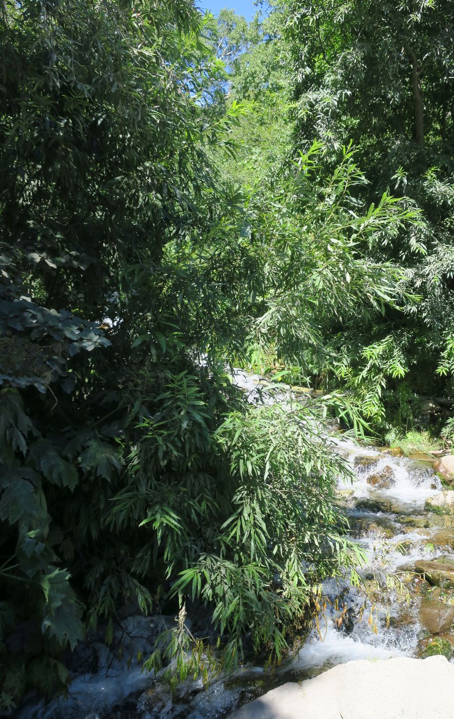 Зайкин ключ, image of landscape/habitat.