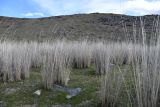 Тамгалы (Танбалы), image of landscape/habitat.