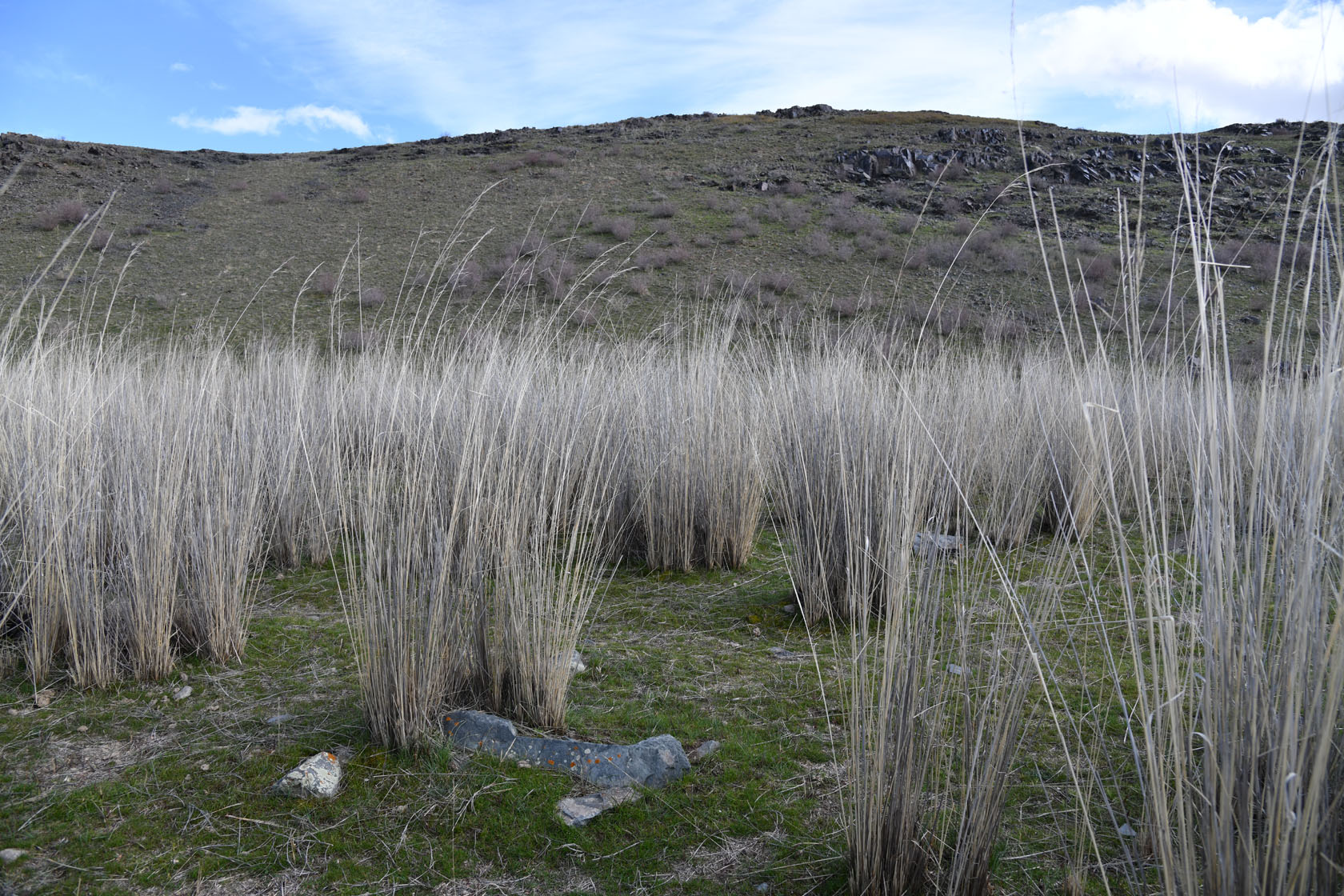 Тамгалы (Танбалы), image of landscape/habitat.