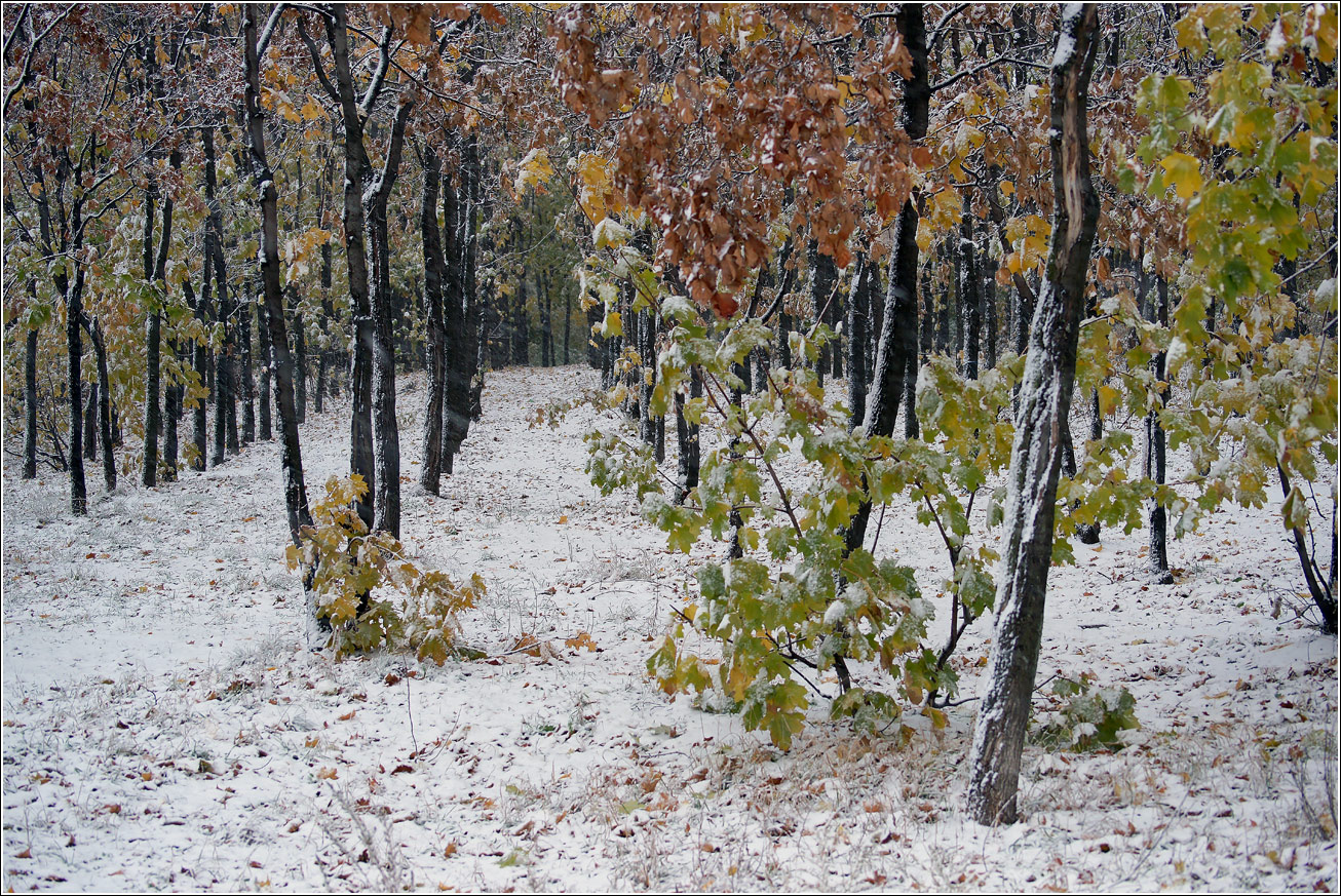 Кузьминский лесопарк, image of landscape/habitat.